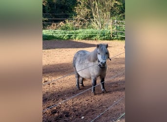 Amerikaans minipaard, Merrie, 5 Jaar, 84 cm, Blauwschimmel