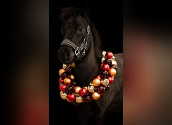 Amerikaans minipaard, Merrie, 5 Jaar, 93 cm, Zwart