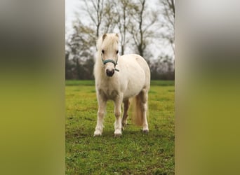 Amerikaans minipaard, Merrie, 6 Jaar, 95 cm, Palomino