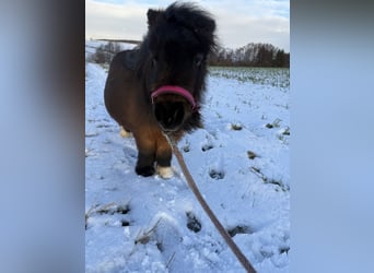 Amerikaans minipaard, Merrie, 7 Jaar, 76 cm, Zwartbruin