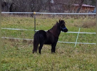 Amerikaans minipaard, Merrie, 7 Jaar, 84 cm, Zwart