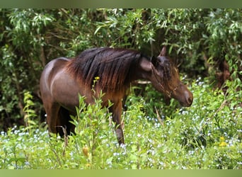 Amerikaans minipaard, Merrie, 8 Jaar, 83 cm, Zwart