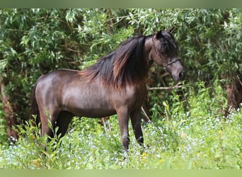 Amerikaans minipaard, Merrie, 8 Jaar, 83 cm, Zwart