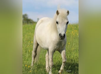 Amerikaans minipaard, Merrie, 9 Jaar, 78 cm, Vliegenschimmel