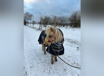 Amerikaans minipaard, Merrie, 9 Jaar, 92 cm, Palomino