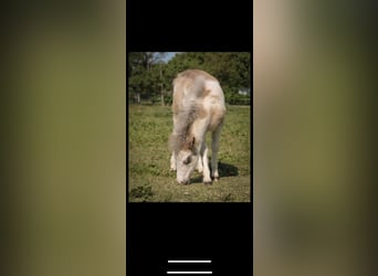 Amerikaans minipaard Mix, Merrie, veulen (04/2023), 105 cm, Overo-alle-kleuren