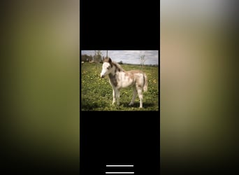 Amerikaans minipaard Mix, Merrie, veulen (04/2023), 105 cm, Overo-alle-kleuren