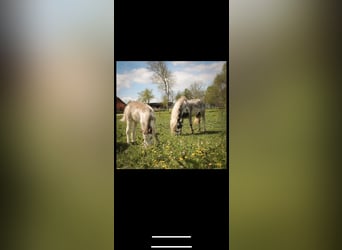 Amerikaans minipaard Mix, Merrie, veulen (04/2023), 105 cm, Overo-alle-kleuren