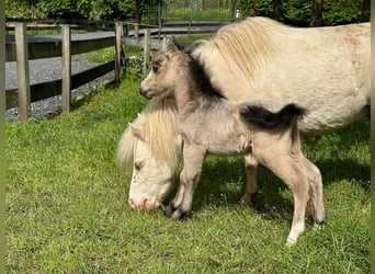 Amerikaans minipaard, Merrie, veulen (01/2024), 80 cm, Buckskin