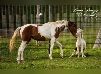 Amerikaans minipaard, Merrie, veulen (04/2023), 83 cm, Tovereo-alle-kleuren