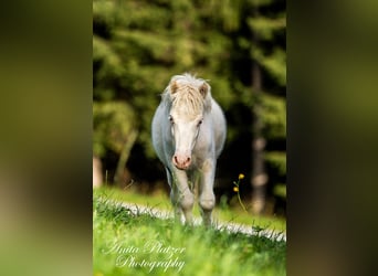 Amerikaans minipaard, Merrie, veulen (04/2023), 83 cm, Tovereo-alle-kleuren
