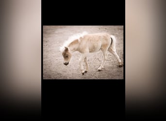 Amerikaans minipaard Mix, Merrie, veulen (05/2023), 85 cm, Pearl