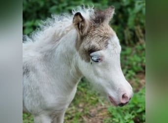 Amerikaans minipaard, Merrie, Veulen (06/2025), Tovereo-alle-kleuren