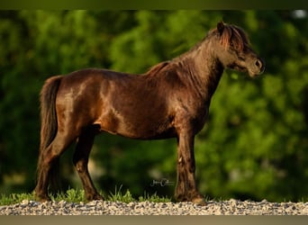 Amerikaans minipaard, Ruin, 11 Jaar, 97 cm, Zwart