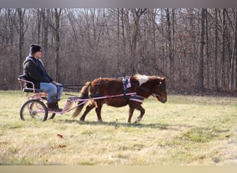 Amerikaans minipaard, Ruin, 12 Jaar, 102 cm, Donkere-vos