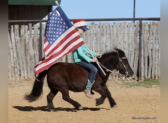 Amerikaans minipaard, Ruin, 12 Jaar, 86 cm, Zwart