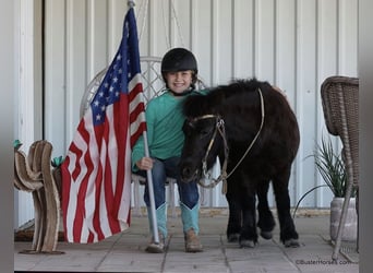 Amerikaans minipaard, Ruin, 12 Jaar, 86 cm, Zwart