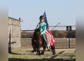 Amerikaans minipaard, Ruin, 12 Jaar, 86 cm, Zwart