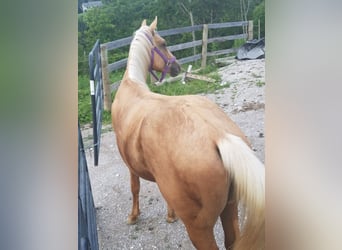 Amerikaans minipaard, Ruin, 13 Jaar, 115 cm