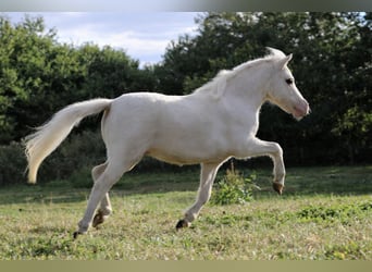 Amerikaans minipaard, Ruin, 2 Jaar, 86 cm, Wit