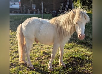 Amerikaans minipaard, Ruin, 3 Jaar, 83 cm