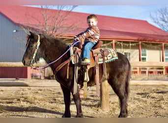 Amerikaans minipaard Mix, Ruin, 4 Jaar, 119 cm, Zwart
