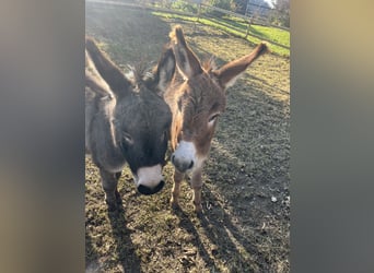 Amerikaans minipaard, Ruin, 4 Jaar, 82 cm, Zwartbruin