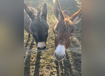 Amerikaans minipaard, Ruin, 4 Jaar, 82 cm, Zwartbruin