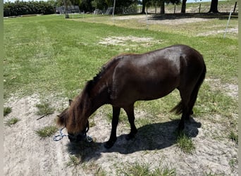 Amerikaans minipaard Mix, Ruin, 4 Jaar, 91 cm, Zwart