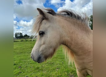 Amerikaans minipaard, Ruin, 5 Jaar, 80 cm, Buckskin