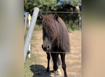 Amerikaans minipaard, Ruin, 5 Jaar, 85 cm, Gevlekt-paard