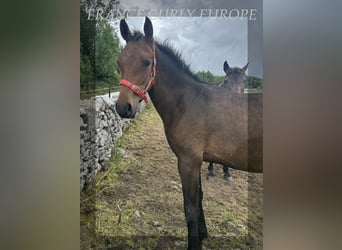 Curly Horse, Hengst, 1 Jahr, 155 cm, Rotbrauner