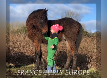 Amerikansk curlyhäst, Hingst, 1 år, 155 cm, Brun