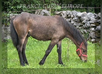 Amerikansk curlyhäst, Hingst, 1 år, 155 cm, Brun