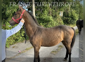 Amerikansk curlyhäst, Hingst, 1 år, 155 cm, Brun