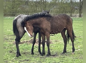 Amerikansk curlyhäst, Hingst, 1 år, 155 cm, Mörkbrun