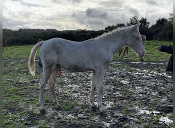 Amerikansk curlyhäst, Hingst, 1 år, 155 cm, Perlino