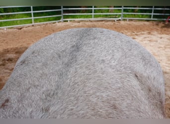 Amerikansk curlyhäst, Hingst, 2 år, 130 cm