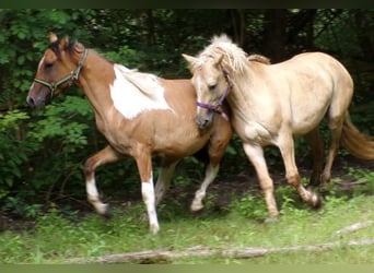 Amerikansk curlyhäst Blandning, Hingst, 2 år, 150 cm, Pinto