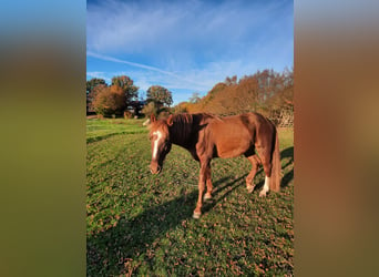 Amerikansk curlyhäst, Hingst, 6 år, 150 cm, fux