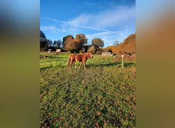 Amerikansk curlyhäst, Hingst, 6 år, 150 cm, fux