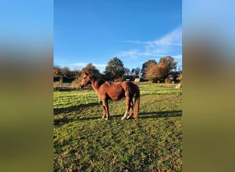 Amerikansk curlyhäst, Hingst, 6 år, 150 cm, fux