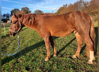 Amerikansk curlyhäst, Hingst, 6 år, 150 cm, fux