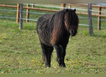 Curly Horse, Hengst, 8 Jahre, 109 cm, Rappe