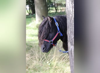 Amerikansk curlyhäst, Hingst, 8 år, 109 cm, Svart