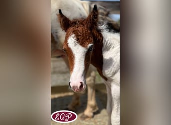 Amerikansk curlyhäst, Hingst, Föl (07/2024), 110 cm, Tobiano-skäck-alla-färger