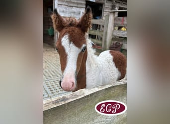 Amerikansk curlyhäst, Hingst, Föl (07/2024), 110 cm, Tobiano-skäck-alla-färger