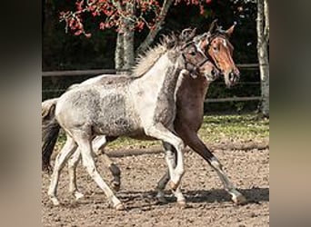 Amerikansk curlyhäst, Hingst, Föl (06/2024), 150 cm, Konstantskimmel