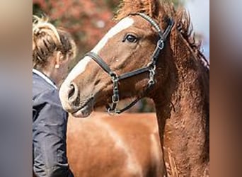 Amerikansk curlyhäst, Hingst, Föl (06/2024), 150 cm, Konstantskimmel