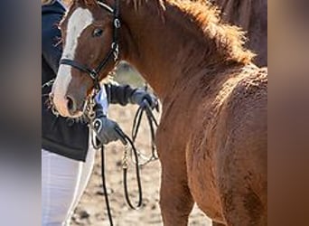 Amerikansk curlyhäst, Hingst, Föl (06/2024), 150 cm, Konstantskimmel